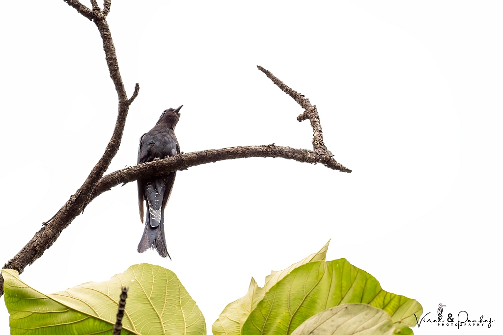 Asian Drongo Cuckoo 